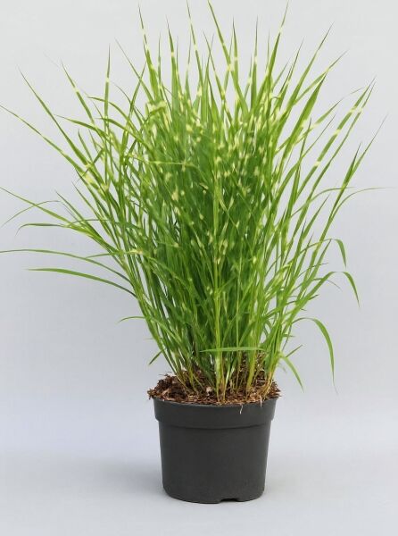 Miscanthus sinensis 'Zebrinus' / Zebra-Chinaschilf 'Zebrinus' C10, grünes Ziergras im Topf mit schmalen, gestreiften Blättern