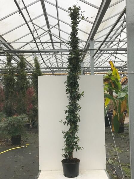 Trachelospermum jasminoides / Sternjasmin
