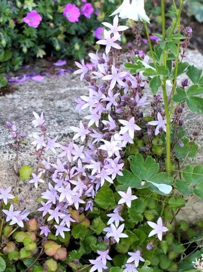 Glockenblume / Campanula Lisduggan
