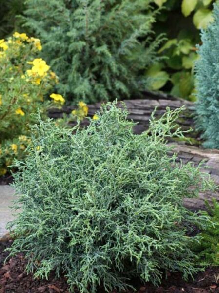 Hinoki-Scheinzypresse 'Lycopodioides' / Korallen-Scheinzypresse / Chamaecyparis obtusa 'Lycopodioides'