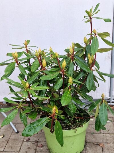 Rhododendron ponticum 'Roseum' / Pontischer Rhododendron 'Roseum', 30-40 cm C5, immergrüner Strauch im Topf mit Knospen