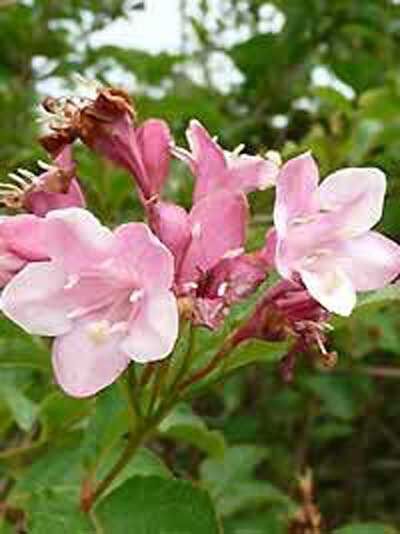Liebliche Weigelie 'Rosea' / Weigela florida 'Rosea' kaufen