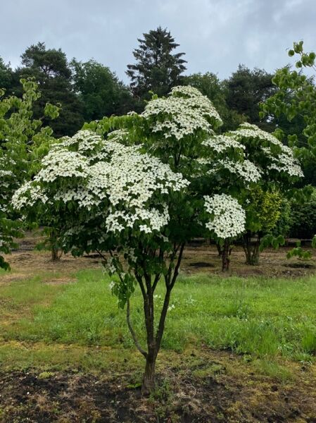 Chinesischer Blumen-Hartriegel Schirmform / Cornus kousa var. chinensis 200-300 cm breit x 300-350 cm hoch 