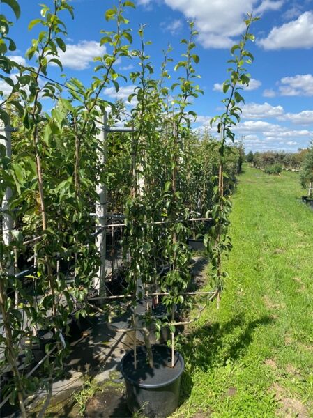 Pyrus communis 'Gute Graue' Birne, Spalier in doppelter U-Form, C20, im Topf mit Rankgerüst und grünem Laub.