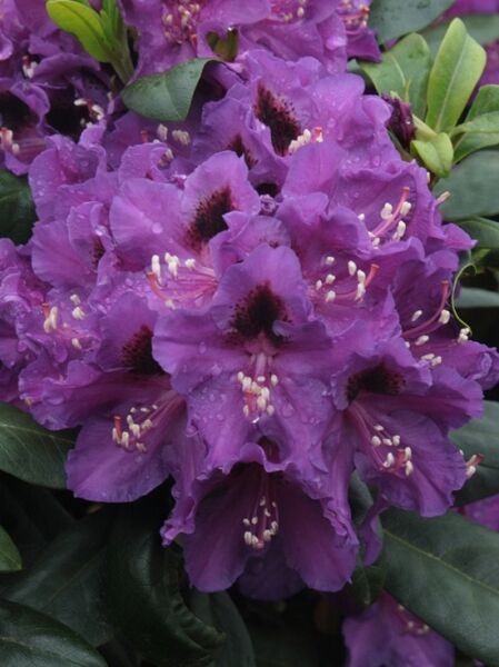 Rhododendron 'Blauer Traum' / Rhododendron Hybride 'Blauer Traum'
