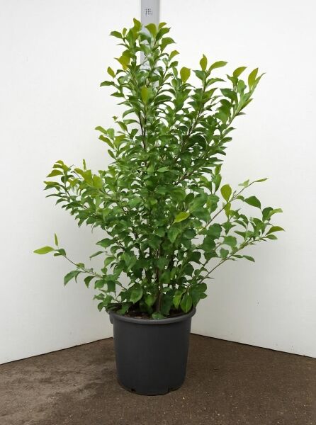 Purpur-Magnolie 'Jane' (Magnolia liliiflora 'Jane') im Container C25, Strauch mit grünem Laub, 125–150 cm