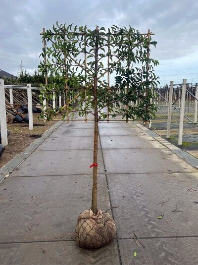 Prunus laurocerasus 'Brenelia' / Kirschlorbeer Brenelia, Halbstamm-Spalier im Container, Stamm 110 cm, H 100 B 120 cm