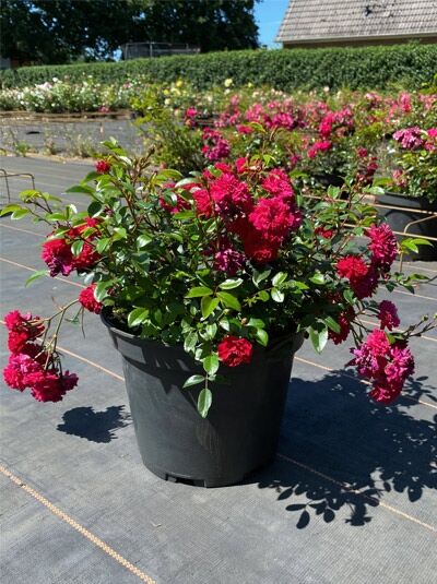 Rosa 'Momo'® / Kletterrose 'Momo'® C5, Topfpflanze mit grünen Blättern und dunkelrosa Blütenständen.