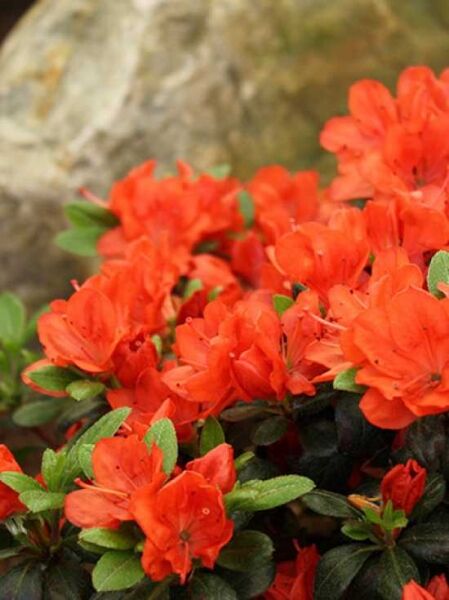 Rhododendron obtusum 'Stretta' / Japanische Azalee 'Stretta'
