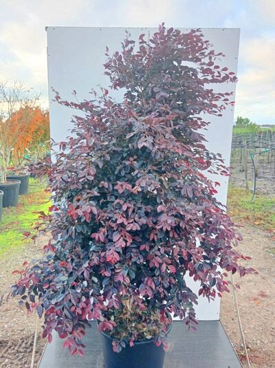 Loropetalum chinense 'Fire Dance' / Riemenblüte 'Fire Dance', Strauch mit dunkelpurpurnem Laub, 150-175 cm, C35