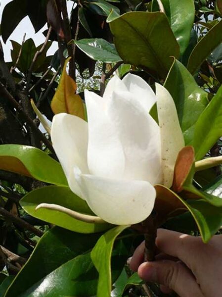 Magnolia grandiflora 'Galissonière' / Großblütige Magnolie 'Galissonière'