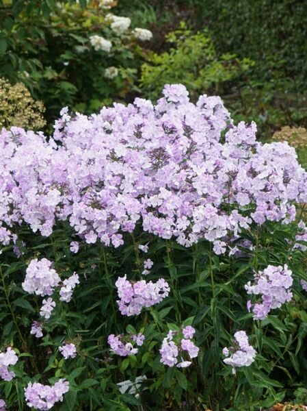 Hohe Garten-Flammenblume 'Lilac Time' / Phlox paniculata 'Lilac Time'