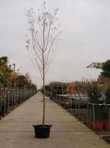 Salix alba 'Chermesina' (Silber-Weide/Weiß-Weide) Hochstamm 12-14 StU im Container, schlanker Stamm mit aufrechter Krone