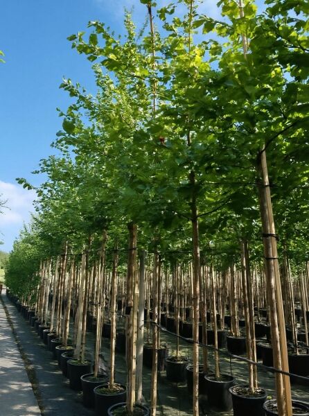 Prunus avium (Süss-Kirsche/Vogel-Kirsche) Hochstamm 12-14 StU im Container, Baum mit grünem Laub im Topf