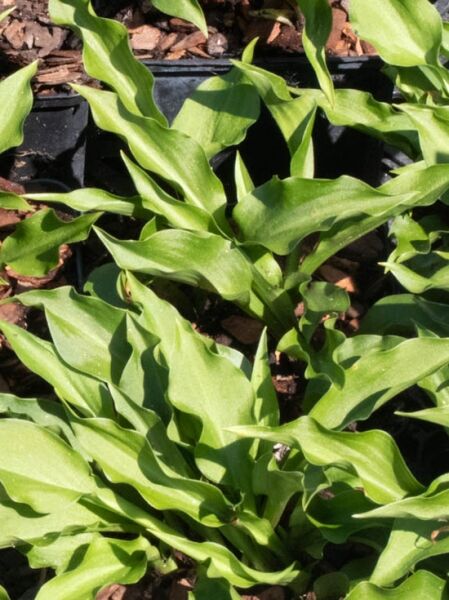 Zwergige Funkie / Hosta minor