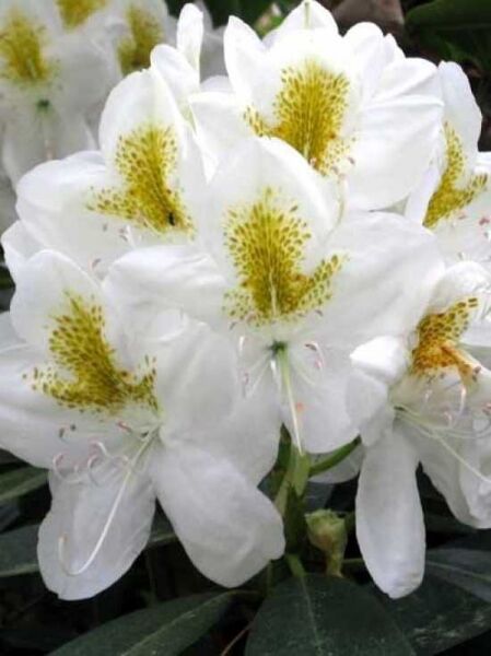 Rhododendron catawbiense 'Album' / Catawba-Rhododendron 'Album'