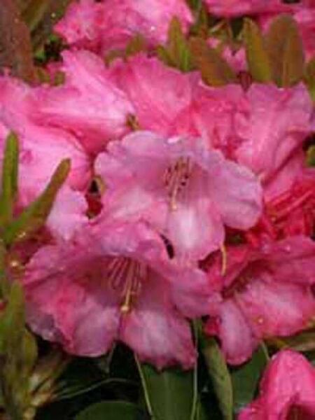 Rhododendron 'Linda' / Rhododendron Hybride 'Linda'