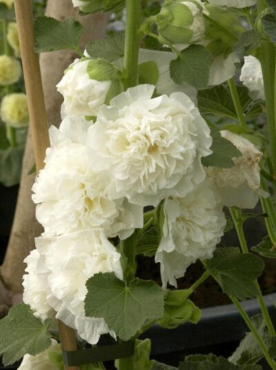 Alcea rosea 'Pleniflora Chaters Weiß' / Gefüllte Stockrose