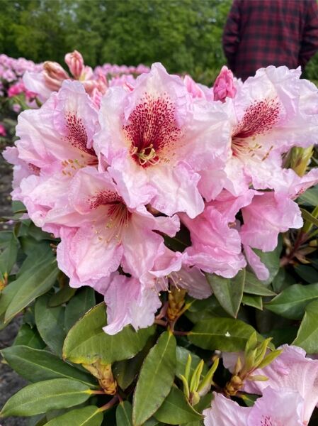 Rhododendron Hybride 'Kranenflare' (Rhododendron 'Kranenflare') mit hellrosa Blüten und dunkler Zeichnung, grünes Laub