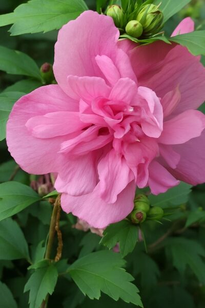 Garten-Eibisch 'Freedom' / Garten-Eibisch 'Freedom'