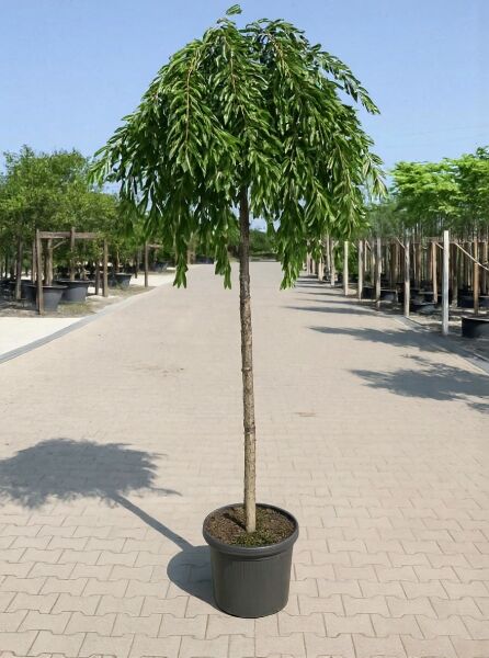 Prunus subhirtella 'Pendula', Japanische Hänge-Zierkirsche, Winterkirsche Hochstamm 14-16 StU im Container mit hängender Krone.