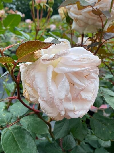 Beetrose Rosa 'Gräfin Elke zu Rantzau' mit cremeweiß gefüllter Blüte und grünem Laub am Trieb.