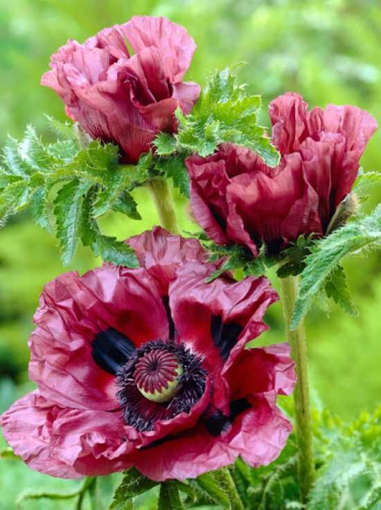 Orientalischer Mohn Patty S Plum Papaver Orientale Patty S Plum