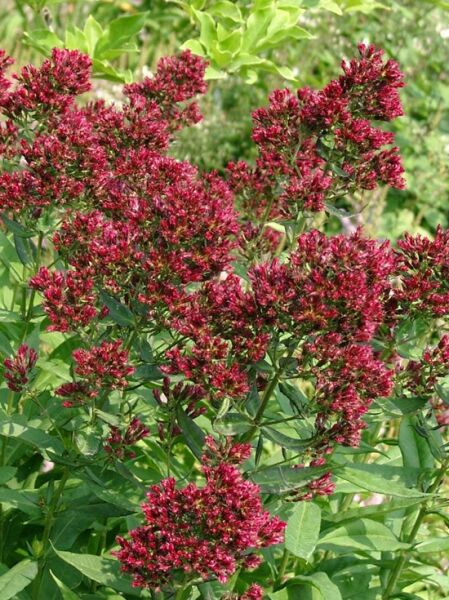 Phlox paniculata 'Red Feelings®' / Großblättrige Flammenblume 'Red Feelings®' mit roten Blütenrispen und grünen Blättern