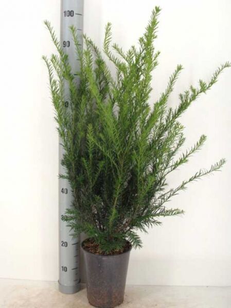 Taxus media 'Groenland' / Eibe 'Groenland' 60-80 cm C4 im Pflanztopf, dicht verzweigter, aufrechter Wuchs mit grünen Nadeln.