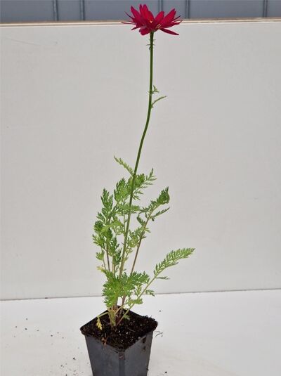 Tanacetum coccineum 'Robinson's Red' (Bunte Margerite) im P9-Topf, aufrechter Stiel mit roter Blüte und fein gefiedertem Laub