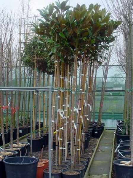 Magnolia grandiflora 'Galissonière' / Großblütige Magnolie 'Galissonière' Hochstamm im Container, 8–10 StU, mit immergrünem Laub.