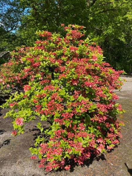 Laubabwerfende Azalee 'Cecile' / Laubabwerfende Azalee 'Cecile'