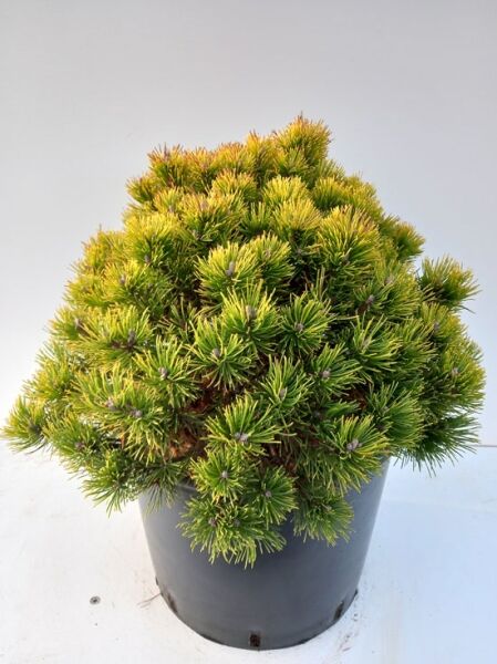 Gelbe Zwergkiefer / Bergkiefer 'Ophir' / Pinus mugo 'Ophir'