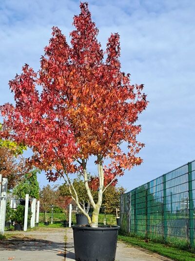 Amerikanischer Amberbaum 350-400 cm &#039;mehrstämmig&#039; / Liquidambar styraciflua (874157)