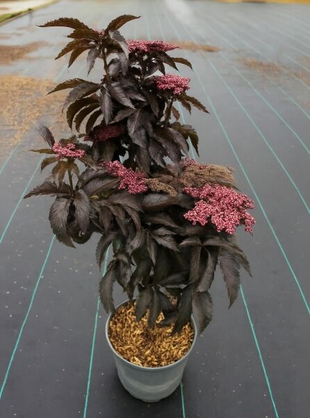 Sambucus nigra 'Black Tower ®' / Schwarzer Säulenholunder 'Black Tower ®' 40-60 cm C5, im Topf mit dunklem Laub und Blütenständen
