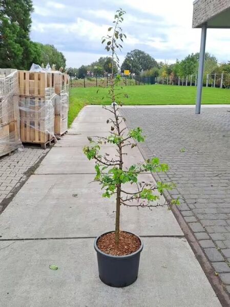 Malus domestica 'Gravensteiner ®' / Apfel 'Gravensteiner' 150-175 cm C7, junger Apfelbaum im Topf mit Trieben und Blättern