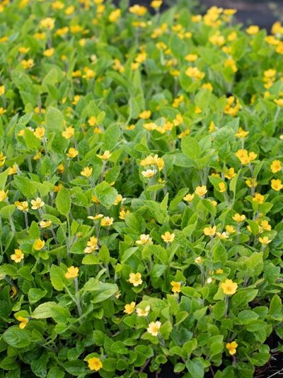 Goldkörbchen 'Pierre' / Chrysogonum virginianum 'Pierre'