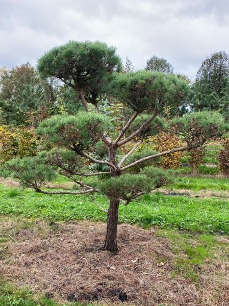 Waldkiefer (Pinus sylvestris) Garten-Bonsai, 200 x 200 cm, mehrstämmiger Baum mit etagenförmigen Kronen und dichtem Nadelwerk.
