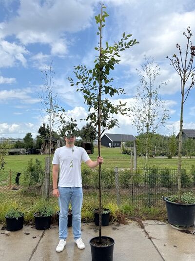 Kahle Felsenbirne 'Ballerina' (Amelanchier laevis) Hochstamm 6-8 StU im Container, schlanker Stamm mit grünen Blättern.