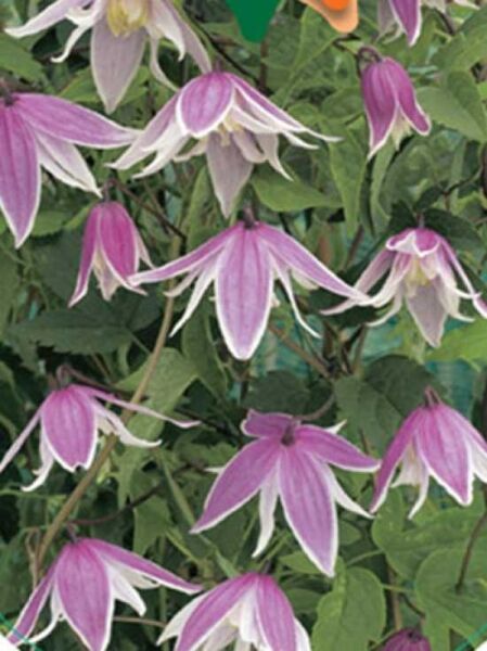 Clematis koreana 'Propertius' / Waldrebe 'Propertius'