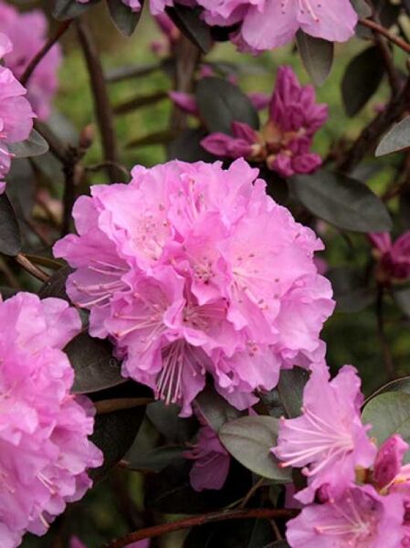 Rhododendron 'P.J. Mezitt' / Rhododendron carolinianum 'P.J. Mezitt'