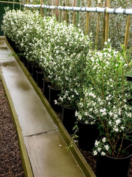 Osmanthus burkwoodii / Frühlings-Duftblüte 60-80 cm C10, blühende Sträucher im Topf mit weißen Blüten und grünem Laub.