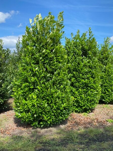 Prunus laurocerasus 'Rotundifolia' / Kirschlorbeer 'Rotundifolia' als Solitär, dicht verzweigter Strauch mit großem, grünem Laub.