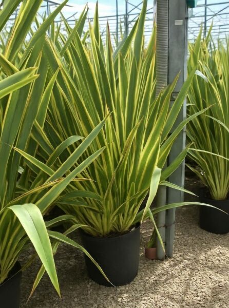 Weißbunter Neuseeländer-Flachs Phormium tenax 'Variegatum' im Topf, aufrechte schmale Blätter grün mit cremegelben Streifen