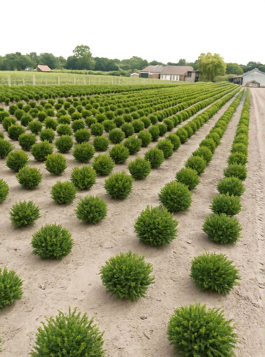 Heimische Eibe 'Kugel' - Taxus baccata 'Kugel' - Baumschule NewGarden
