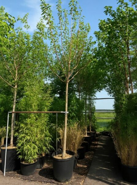 Morus nigra / Schwarzer Maulbeerbaum Hochstamm 14-16 StU im Container, junger Baum mit Stamm und lockerer Krone im Topf.