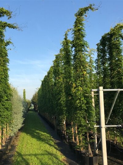 Großer Blauregen / Edelblauregen / Glyzine / Wisteria floribunda 'Macrobotrys'