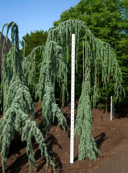 Trauer-Libanon-Zeder (Cedrus libani 'Glauca Pendula') 250–300 cm, blaugrüne, stark überhängende Triebe am Stützstab.