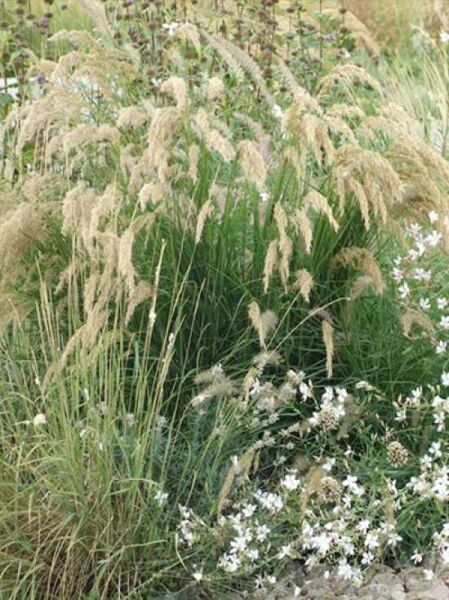 Silberährengras 'Algäu' / Achnatherum calamagrostis 'Algäu'