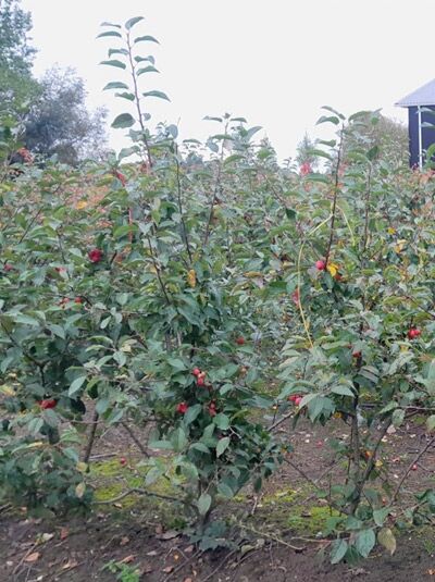 Malus 'Evereste' / Zierapfel 'Evereste' 125-150 cm m. Db., mehrstämmiger Strauch mit grünem Laub und roten Früchten